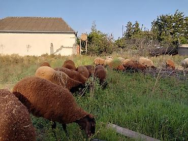 it satisi baki: Dişi, Qala, il: 1, 50 kq, Damazlıq — 1
