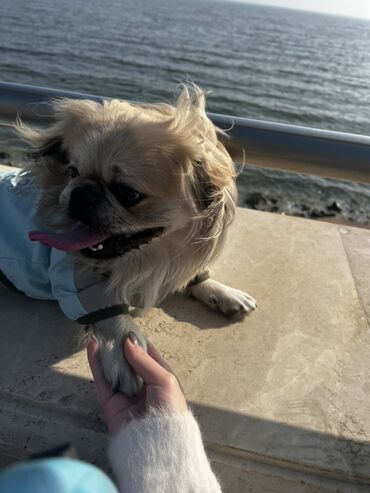 İtlər: Pekines, 3 il, Erkek, Peyvəndli