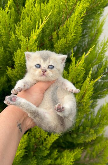 Pişiklər: Britan, Yaxşı əllərə — 19