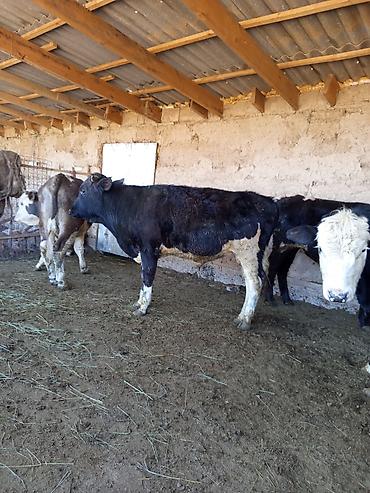 Коровы, быки: Продаю | Бык (самец) | На откорм — 2