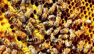 Другие с/х животные: Продаю пчел карпатка с уликами по 10 000 сом, а на высадку по 5000