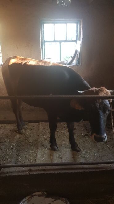 бык семинтал: Продаю | Корова (самка) | Для разведения, Для молока