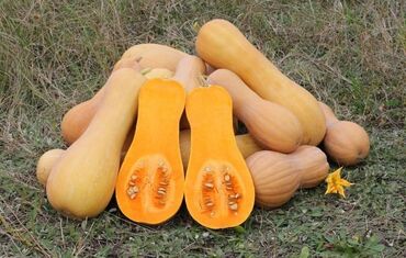 термопанель бишкек цена: Продам мантную тыкву 
30сом 1 килограмм lalafo.kg да термопанель бишкек цена: Продам мантную тыкву 
30сом 1 килограмм