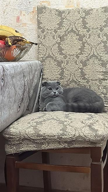 Кошки: Шотландская вислоухая — 1
