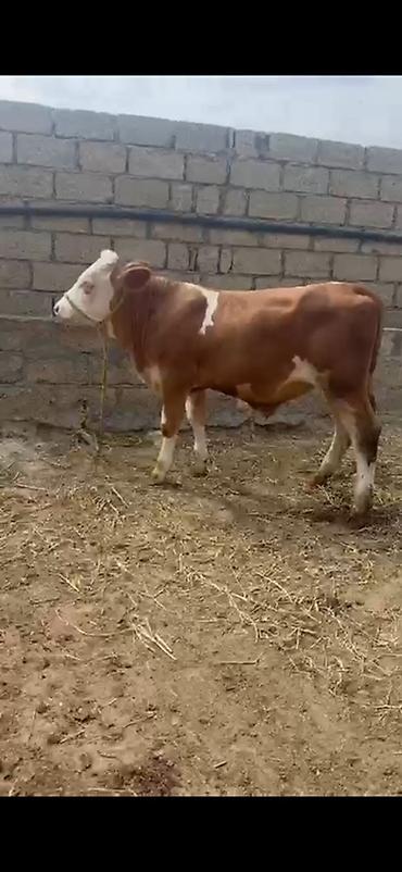 inek: Erkək simmental dana İki baş təmiz qan erkək simmental dana satılır — 6