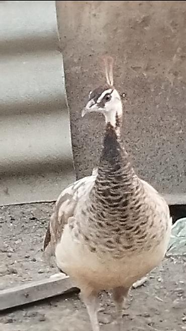 ov quşları: Məhsul: Tovuz quşu (dişi) Təsvir: - Növ: Pavo cristatus (hind — 4