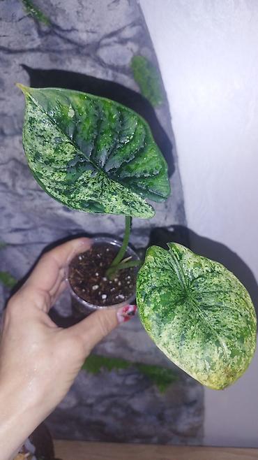 Филодендроны: Монстера Monstera 'Aurea Neon' / 'Lemon Lime'). Монстера Бульвазавр и — 27