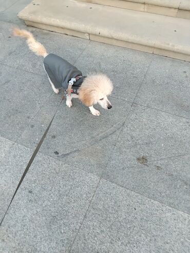 İtlər: Pudel — 32