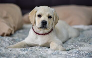Собаки: Доступен для продажи щенок породы лабрадор ретривер из питомника
