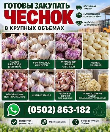 Чеснок Оптом