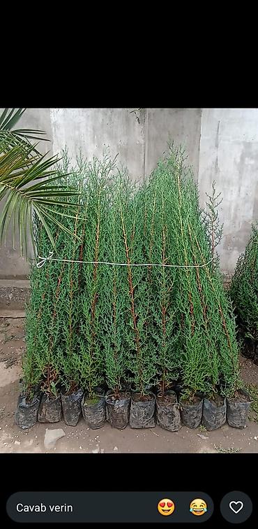 agaclar: Thuja (arborvitae) əkiləcək tinglər - Növ: həmişəyaşıl iynəyarpaq — 3