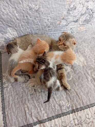 шатландские котята: 1 месяц, Девочка