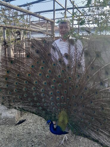 Hinduşka: Ferma quşları satılır – şəkillərdə olan növlər: - Hind quşları — 9