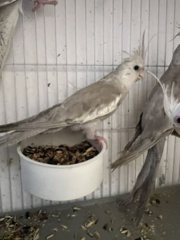heyvanlara verilen xususi adlar: 4 ayliq yanaqsiz erkey bala,oxuyur. Növ: Nimfa papuqayı (Cockatiel)
