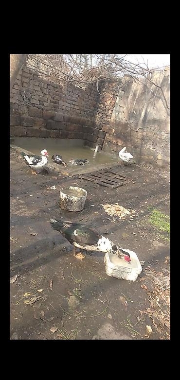 cins heyvanlar: Muscovy ördəkləri (indo-ördəklər) – qarışıq rəngli (Lal ördək — 1