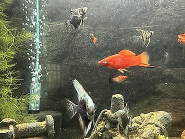 akvarum: Zavod Tetra akvarium. Tam sbor butun alsesuarla birlikdə. Bahalı — 2