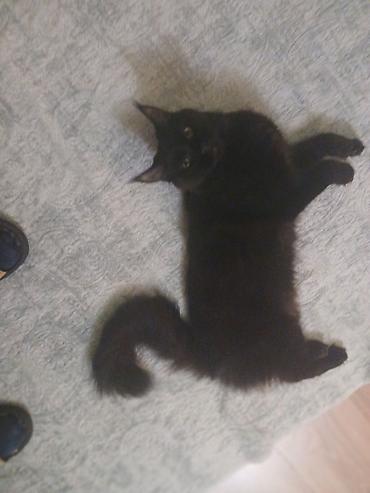 Pişiklər: Yaxşı əllərə — 10