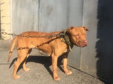 boyumeyen itlerin qiymeti: Pitbul, 3 il, Dişi, Ünvandan götürmə