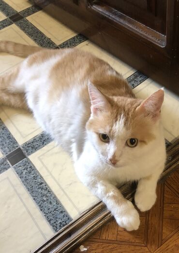 Продажа кошек: Кот возраст год кострирован привит обработан от паразитов приучен к at lalafo.kg — 4 Продажа кошек: Кот возраст год кострирован привит обработан от паразитов приучен к — 4