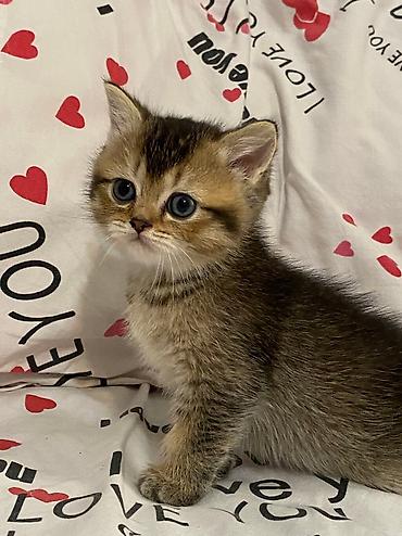 cutlesme pisik: Şotland yastı qulaq, Erkək, Dişi, Cütləşmə üçün, Ödənişli çatdırılma — 7