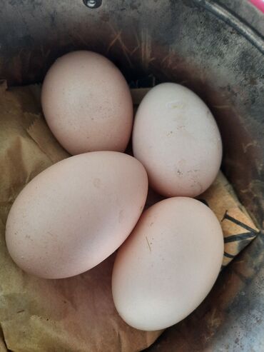 brama toyuglari: Brama yumurtasi 2manat teze ve mayali yumurtalardi