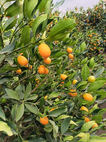 Meyvə və giləmeyvə: Məhsul: Bağdan təzə sitrus meyvələri – limon və portağal/mandarin — 8