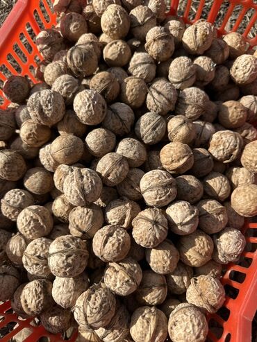 кебез баасы бишкек: Грецкий орех в скорлупе - Цельные орехи, натуральная скорлупа -