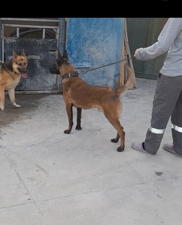 ev iti balaca: Belçika çoban iti, 10 ay, Erkek, Peyvəndli, Ünvandan götürmə, Pulsuz çatdırılma, Rayonlara çatdırılma