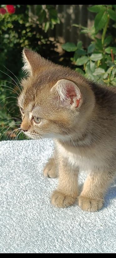котята маленькие: Скотиш Страйт (Шотландская прямоухая), 2 месяца, Мальчик, Золотая шиншилла, Приучена к лотку, Проглистована — 2