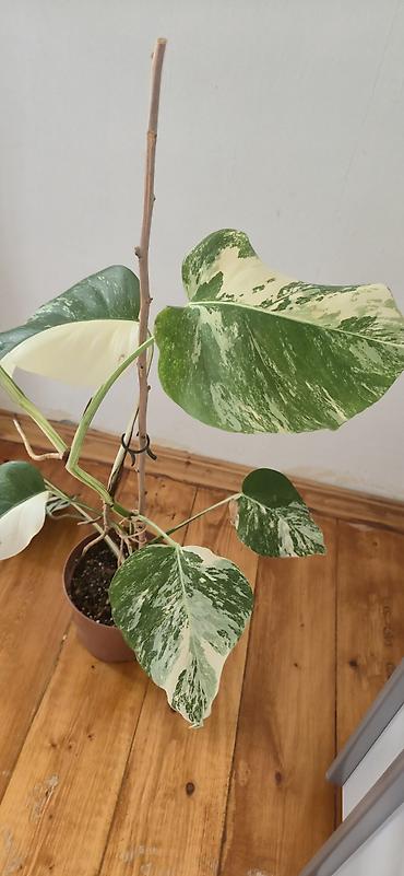 sumuk unu satışı: Monstera varegata. Bazar günü metro üstüne çatdırıla biler — 2