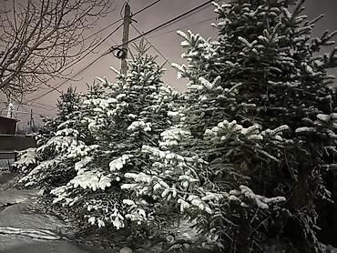 Ель голубая (Picea pungens), декоративные уличные деревья Высота 5
