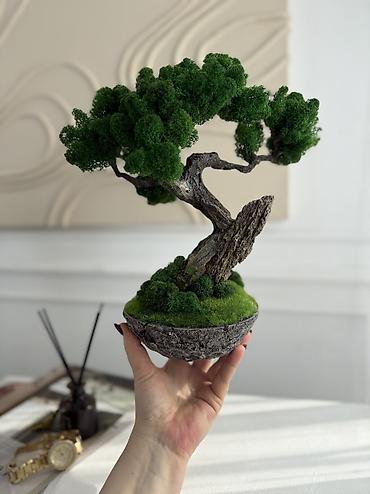 Декоративные цветы: В переводе с японского Бонсай означает «дерево, выращенное в блюде» — 40