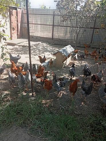 куры несущки: Продаю | Куры | Домашняя | Несушки — 2