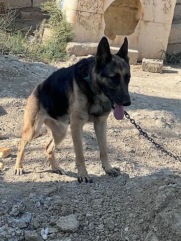 küçə iti: Alman çoban iti, 1 il, Dişi, Peyvəndli, Ünvandan götürmə — 2