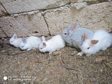Dovşanlar: Kərlik ucuz qiymətə dovşanlar satılır krolik karliklar tüklü şir baş — 10