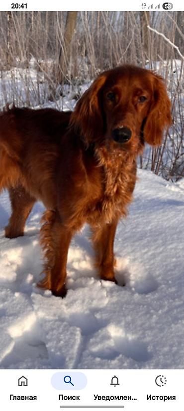 Продажа собак: Ирландски цеттр 1 год цено 200. $. кабел — 6