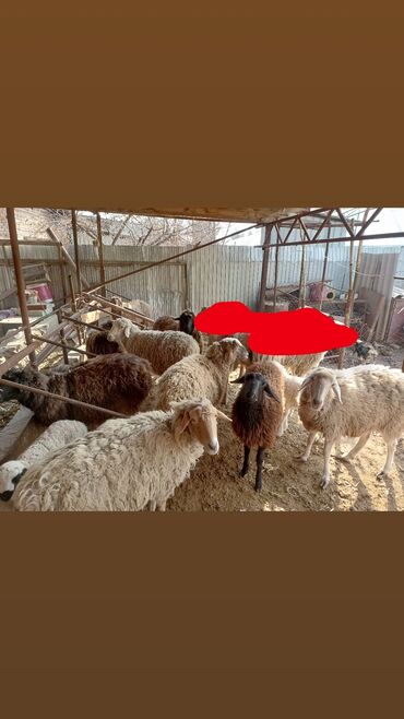 Бараны, овцы: Продаю | Овца (самка), Баран (самец) | На забой, Для разведения, Для шерсти | Котные, Матка