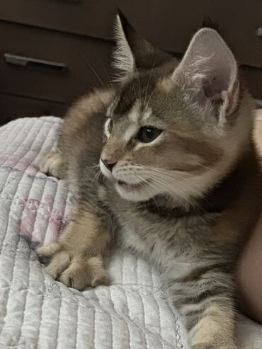 скоттиш страйт шотландская прямоухая кошка: Мейн-кун, 2 айлык, Ургаачы, Таш бака, Лотокко барууга үйрөтүлгөн