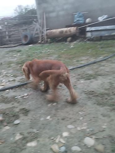 taksa it: Koker spaniyel, 11 ay, Erkək, Ünvandan götürmə — 4
