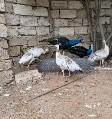 heyvan sığınacağı: Tovuzquşu qara qanad 2 illikdi xoruzdanır pula ehtiyacım olduğu üçün