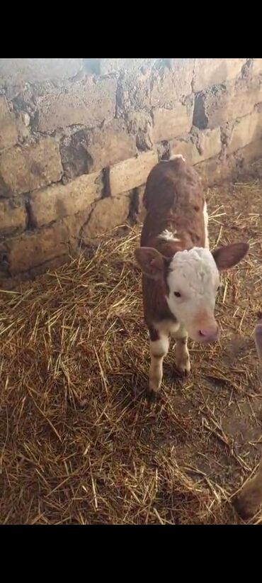 Dana, buzov: Dana, buzov, Dişi, Simental, ay: 1, 35 kq, Südlük, Ünvandan götürmə