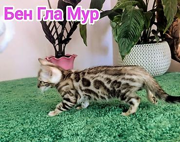 Продажа кошек: Бенгальская, 2 месяца, Девочка, Приучена к лотку, Проглистована, С документами — 22