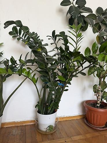 мяси: Комнатные растения в горшках: 1) Фикус Бенджамина (Ficus benjamina) - — 2