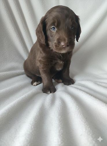 Продажа собак: Щенки спаниеля 🐶 Город: Кант Продаются щенки чистокровного спаниеля: 🐾 — 4