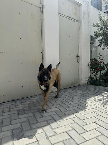 İtlər: Belçika çoban iti — 11