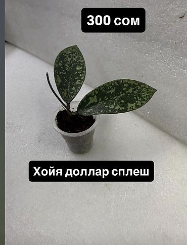 Хойи: Хойя (Hoya) Nui от 200 сом Хойя гунунг гадинг уклоенные по 250 сом — 17