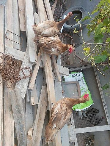 it hekimi bakida: Satılır: Öküz lal ördəkləri (Indoutka) 3 ü də erkək qiymət birinə — 1