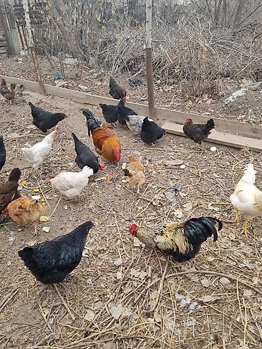 брама куры цена: Продаются домашние куры — 1