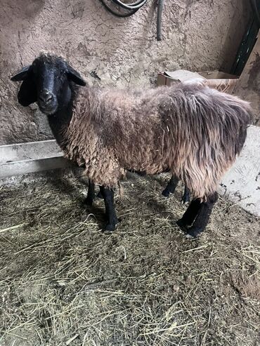 дом для собаки: Продаю | Овца (самка) | Для разведения | Матка