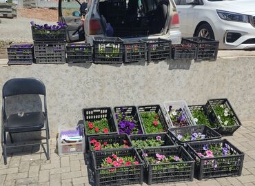 Теплицы: Ищу инвестора для масштабирования тепличного хозяйства и развития — 15